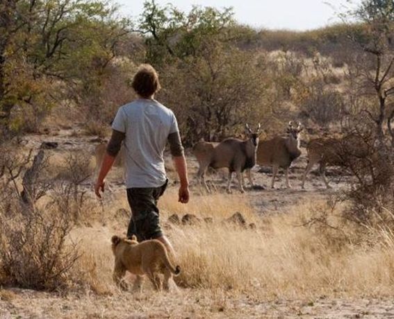 Living with lions by Nicolai Frederik Bonnén Rossen, Kalahari desert of Botswana