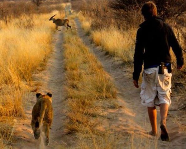 Living with lions by Nicolai Frederik Bonnén Rossen, Kalahari desert of Botswana