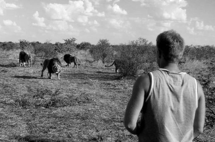 Living with lions by Nicolai Frederik Bonnén Rossen, Kalahari desert of Botswana