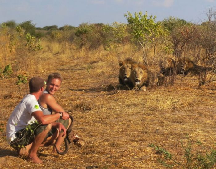 Living with lions by Nicolai Frederik Bonnén Rossen, Kalahari desert of Botswana