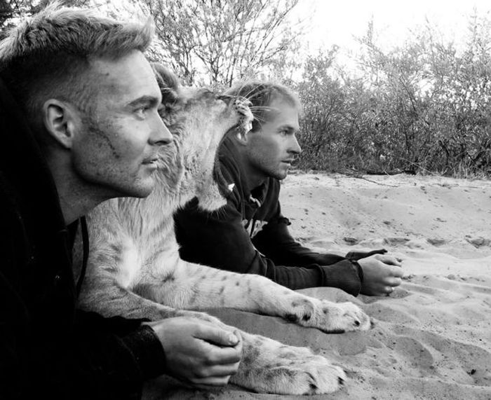 Living with lions by Nicolai Frederik Bonnén Rossen, Kalahari desert of Botswana