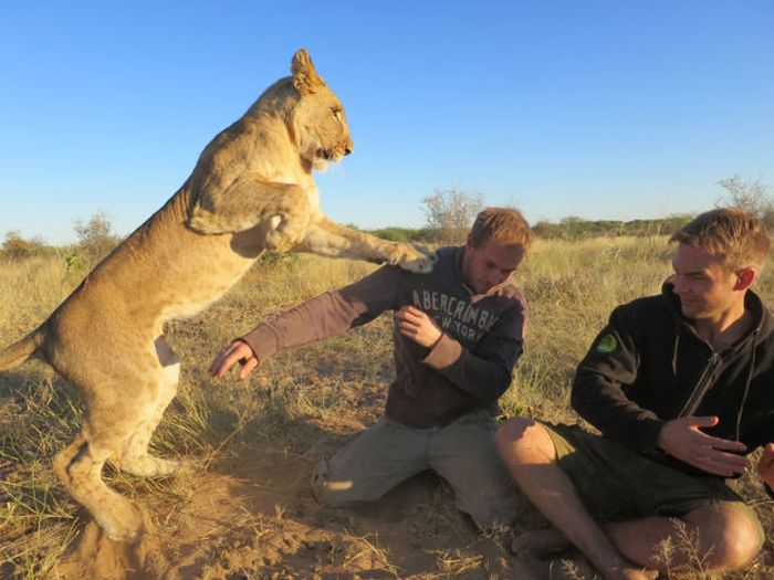 Living with lions by Nicolai Frederik Bonnén Rossen, Kalahari desert of Botswana