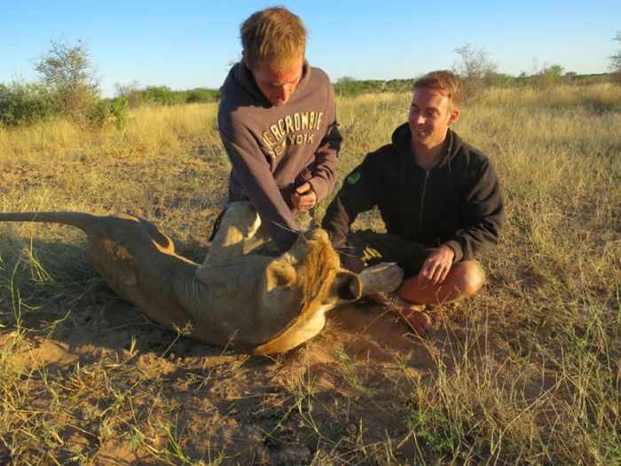 Living with lions by Nicolai Frederik Bonnén Rossen, Kalahari desert of Botswana