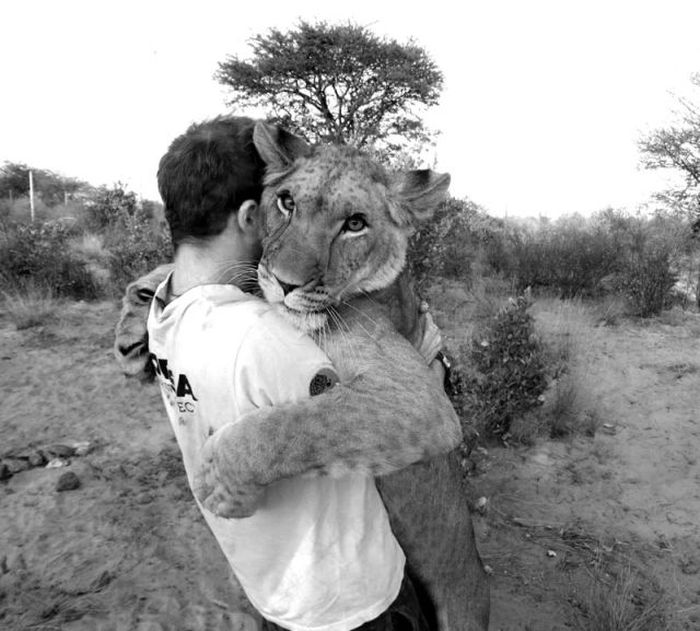 Living with lions by Nicolai Frederik Bonnén Rossen, Kalahari desert of Botswana