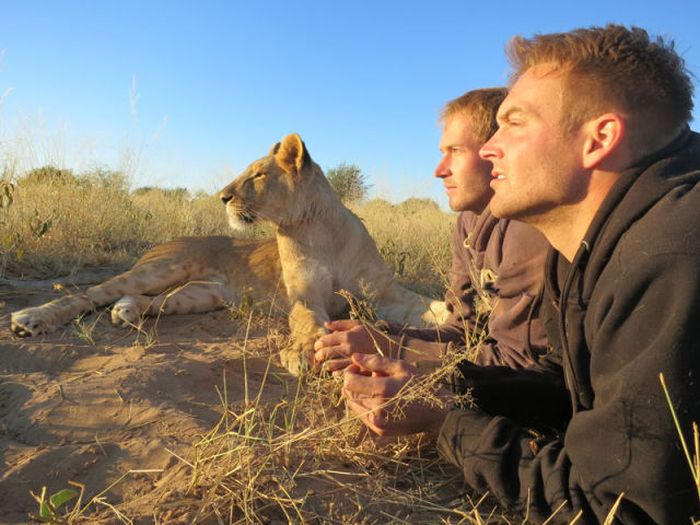 Living with lions by Nicolai Frederik Bonnén Rossen, Kalahari desert of Botswana