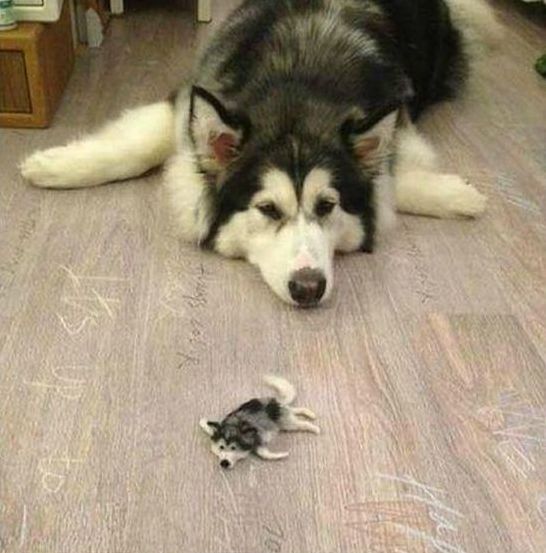 husky dog with a husky doll
