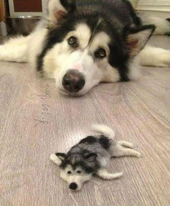 husky dog with a husky doll