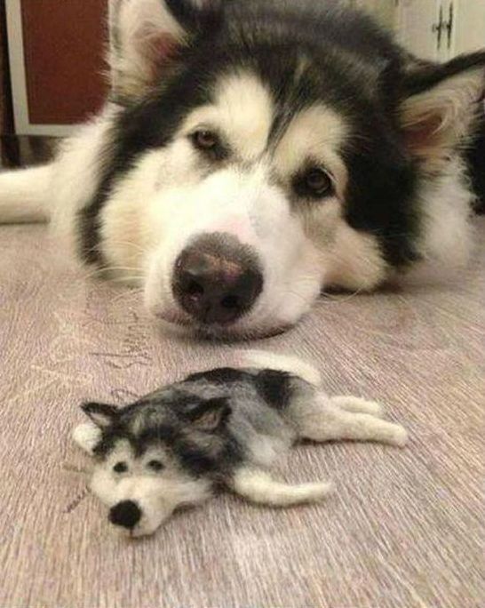 husky dog with a husky doll