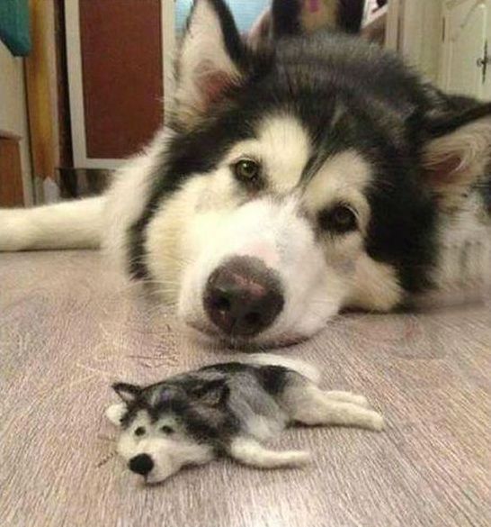 husky dog with a husky doll