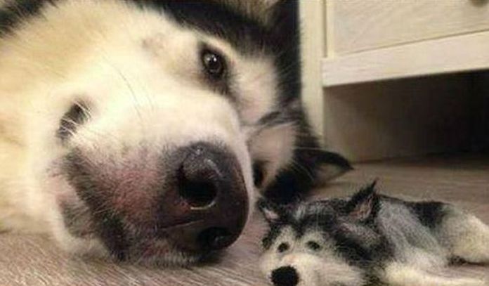 husky dog with a husky doll