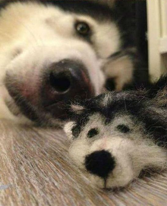 husky dog with a husky doll