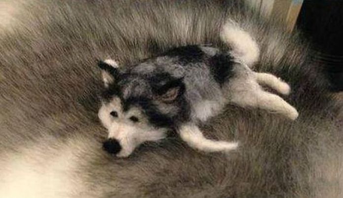 husky dog with a husky doll