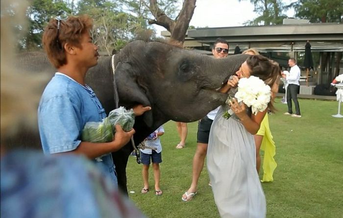 baby elephant kissed the bride