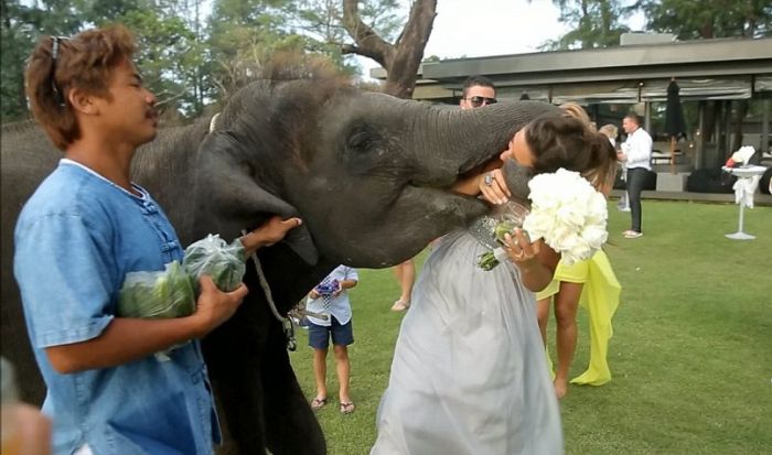 baby elephant kissed the bride