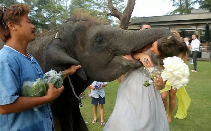 baby elephant kissed the bride