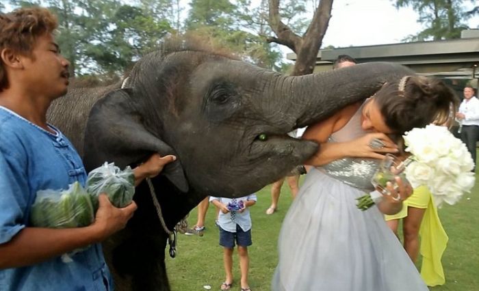 baby elephant kissed the bride