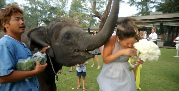 baby elephant kissed the bride