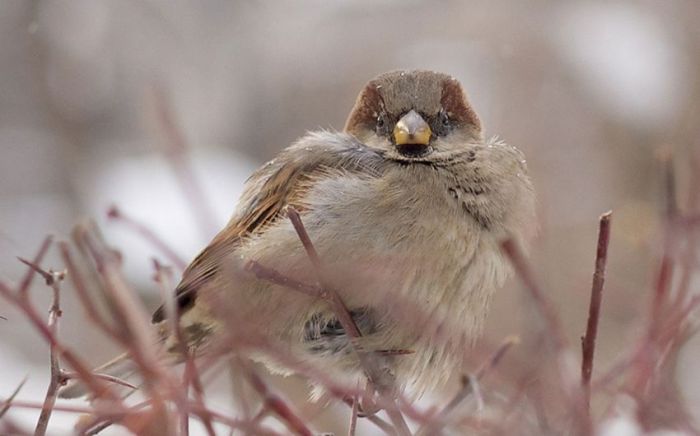 animal photography