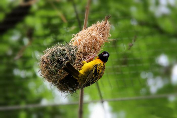 animal photography