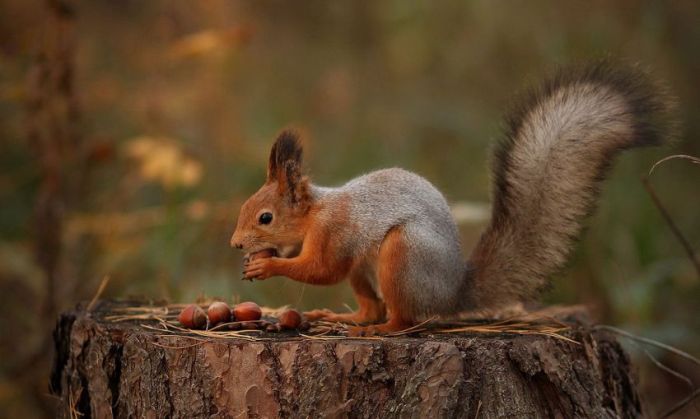 animal photography