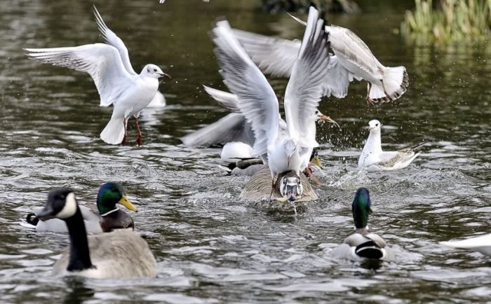 animal photography