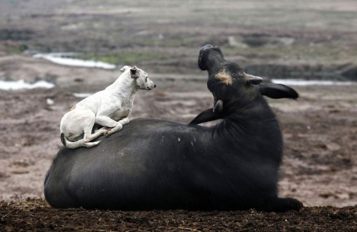 animal photography