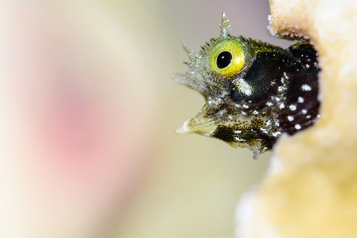 Underwater photography by Todd Bretl