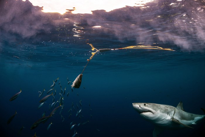 Underwater photography by Todd Bretl