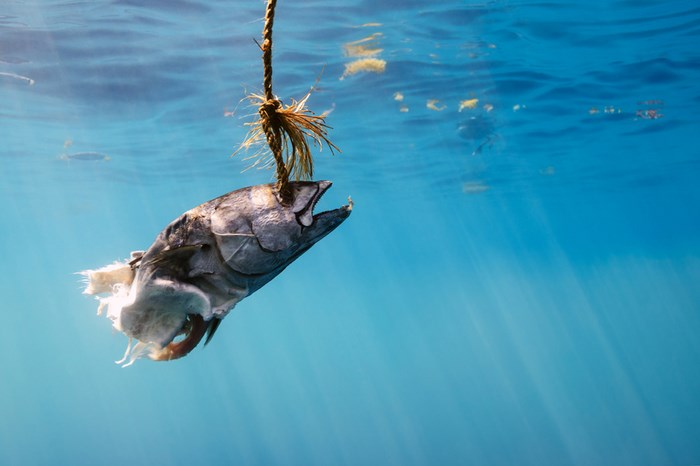 Underwater photography by Todd Bretl