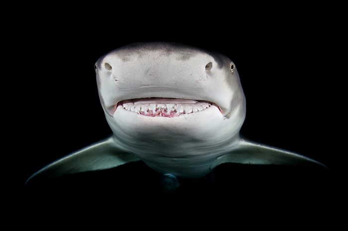 Underwater photography by Todd Bretl