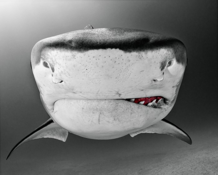 Underwater photography by Todd Bretl