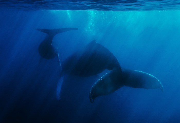 Underwater photography by Todd Bretl