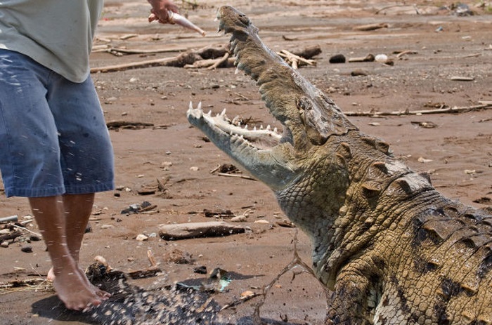Crocodile river adventure, Tarcoles River, Tarcoles, Costa Rica