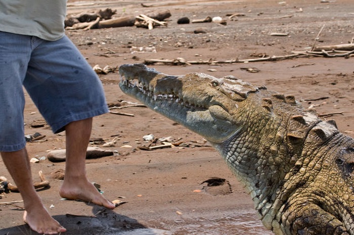 Crocodile river adventure, Tarcoles River, Tarcoles, Costa Rica