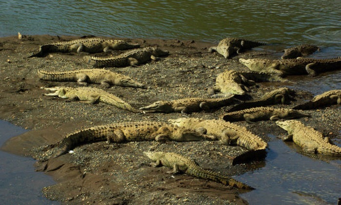 Crocodile river adventure, Tarcoles River, Tarcoles, Costa Rica