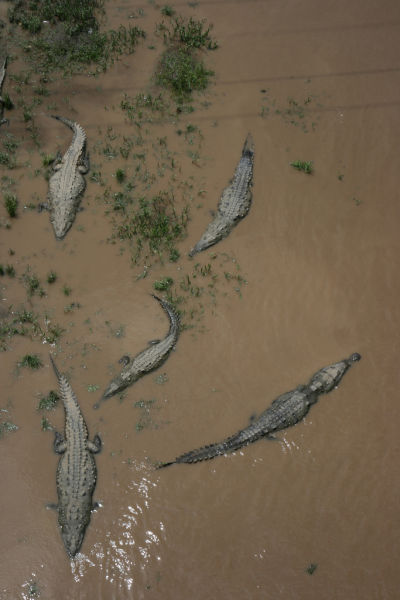 Crocodile river adventure, Tarcoles River, Tarcoles, Costa Rica