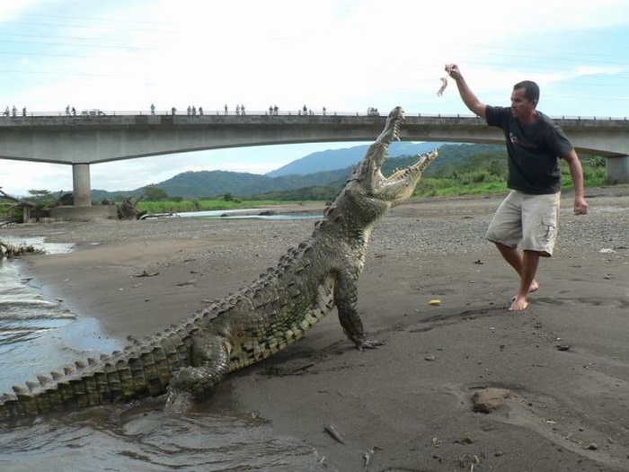 Crocodile river adventure, Tarcoles River, Tarcoles, Costa Rica