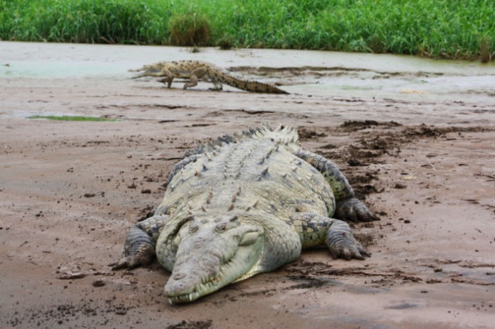 Crocodile river adventure, Tarcoles River, Tarcoles, Costa Rica