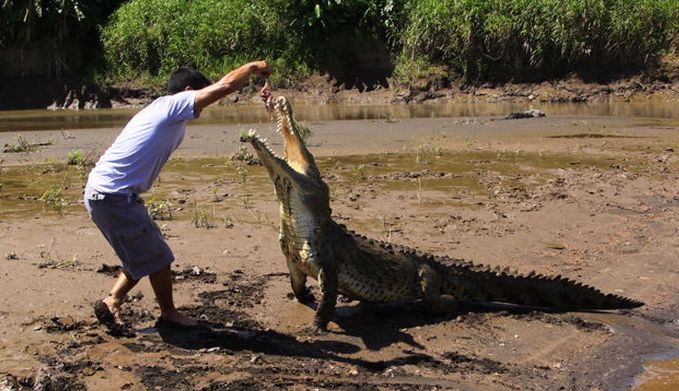 Crocodile river adventure, Tarcoles River, Tarcoles, Costa Rica