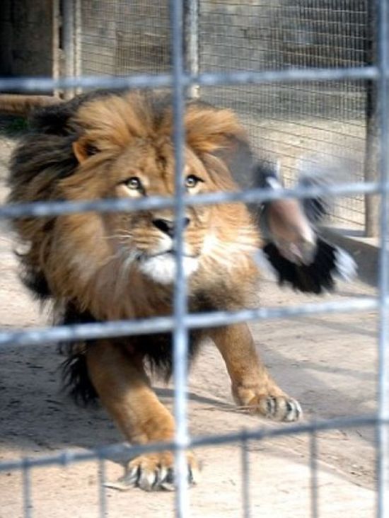 lion against a pigeon