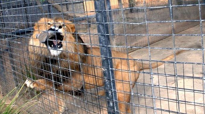 lion against a pigeon