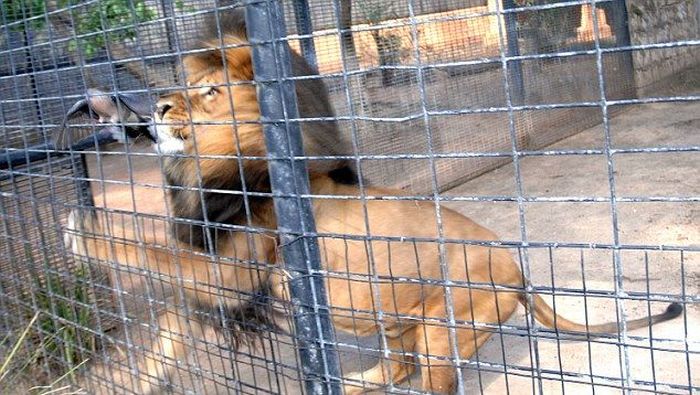 lion against a pigeon