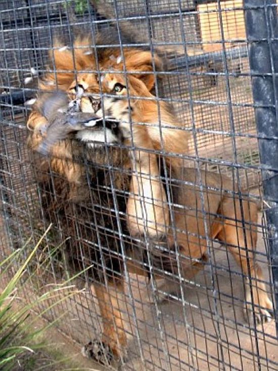 lion against a pigeon