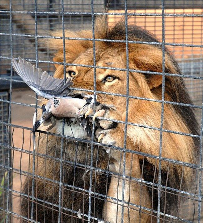 lion against a pigeon