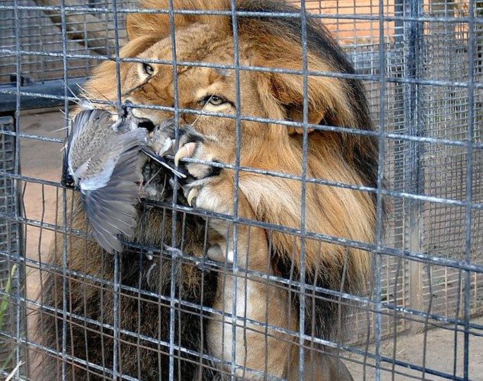 lion against a pigeon