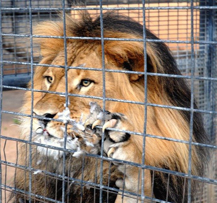 lion against a pigeon