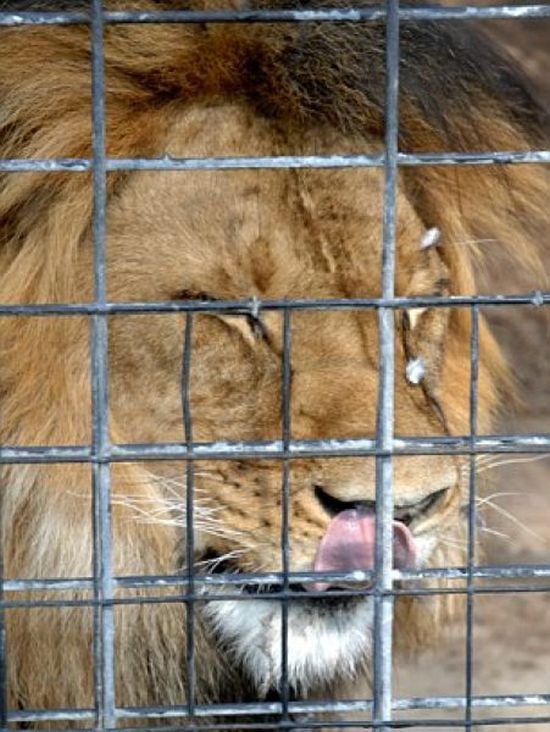 lion against a pigeon