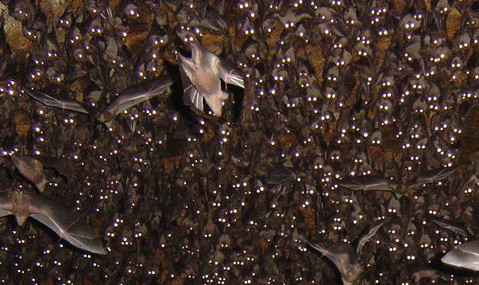 bats in the cave