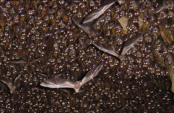 bats in the cave