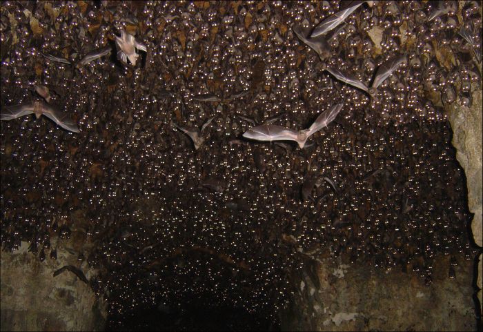 bats in the cave